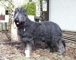 Sandor059.jpg (24868 Byte)